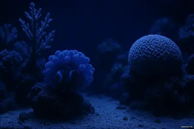 аквариум после заката