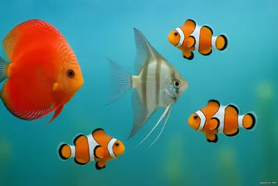 Рыбы, которые не нуждаются в зелени красота в отсутствии зелени