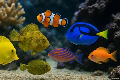 Угадай, кто поменял цвет? игра цвета как отражение жизни