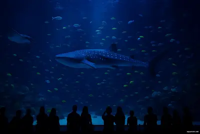 Сингапурский SEA Aquarium ночью это не просто развлечение. Это напоминание о глубине