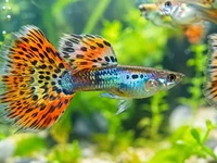 Крупний план яскравої гупі з барвистим хвостом у зеленому акваріумі