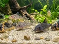 Сомики в акваріумі при денному освітленні на піщаному дні серед зелені