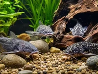 Сомики в акваріумі зблизька серед камінців, корчів і зелених рослин