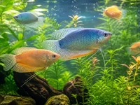 Гурамі в акваріумі при денному освітленні серед зелених рослин