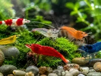 Різнокольорові акваріумні креветки зблизька серед зеленого моху
