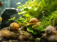 Акваріумні равлики зблизька на камінні та склі серед зелених водних