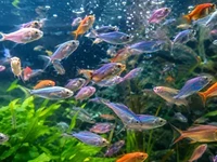 Зграйка яскравих різнокольорових рибок зблизька у світлому акваріумі