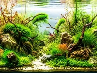 Рослинний акваріум із густою зеленою водною рослинністю, камінням