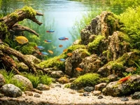 Натуральний домашній акваріум у стилі природного акваскейпу