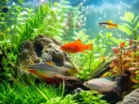 Крупний план красивого акваріума з яскравими рибками, зеленими водними