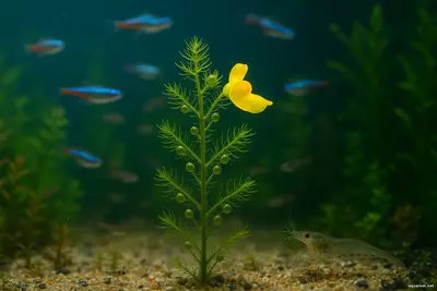 Utricularia vulgaris представляет собой нежное, свободноплавающее растение